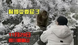 猴子爆料最新视频大全集